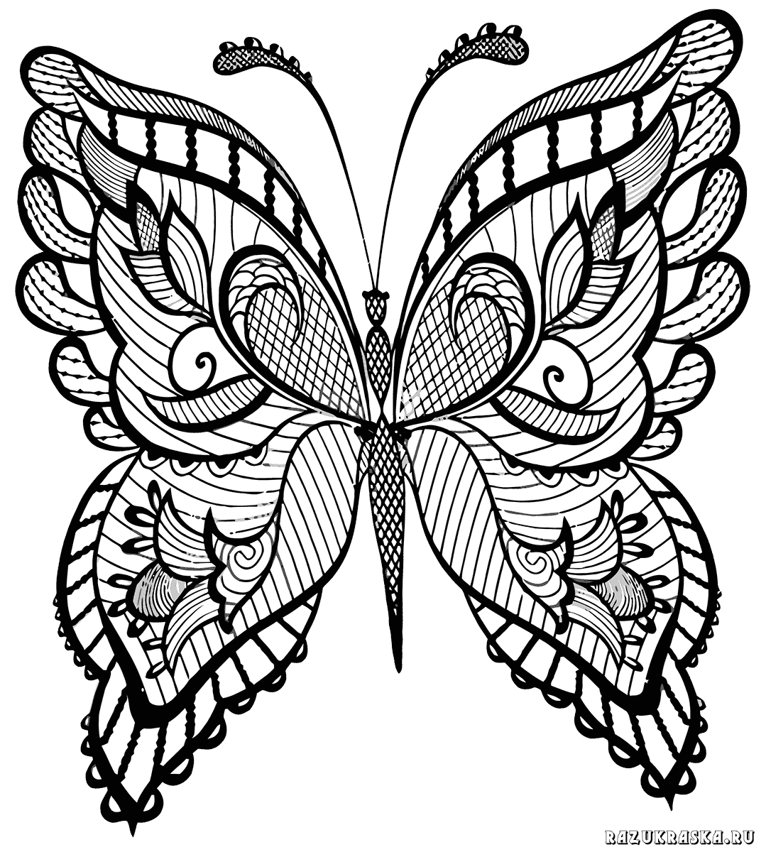 Раскраски Бабочка Антистресс