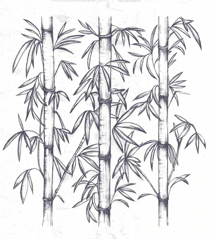 Раскраски Бамбук