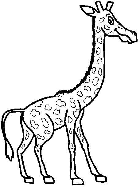 Раскраска жираф