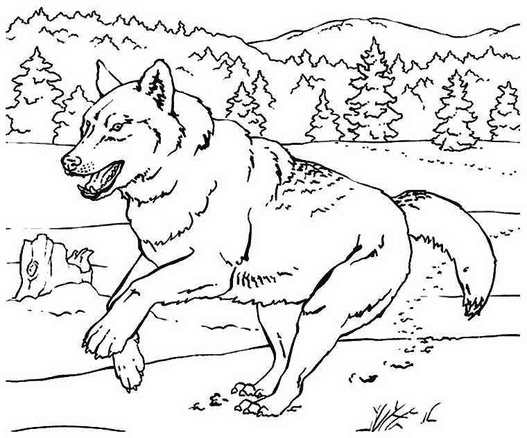 Раскраска волк на псарне