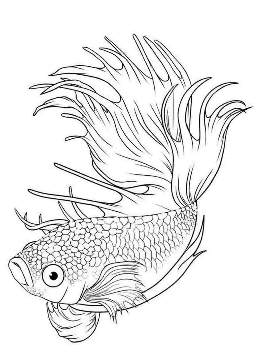 Раскраски Бойцовская Рыбка