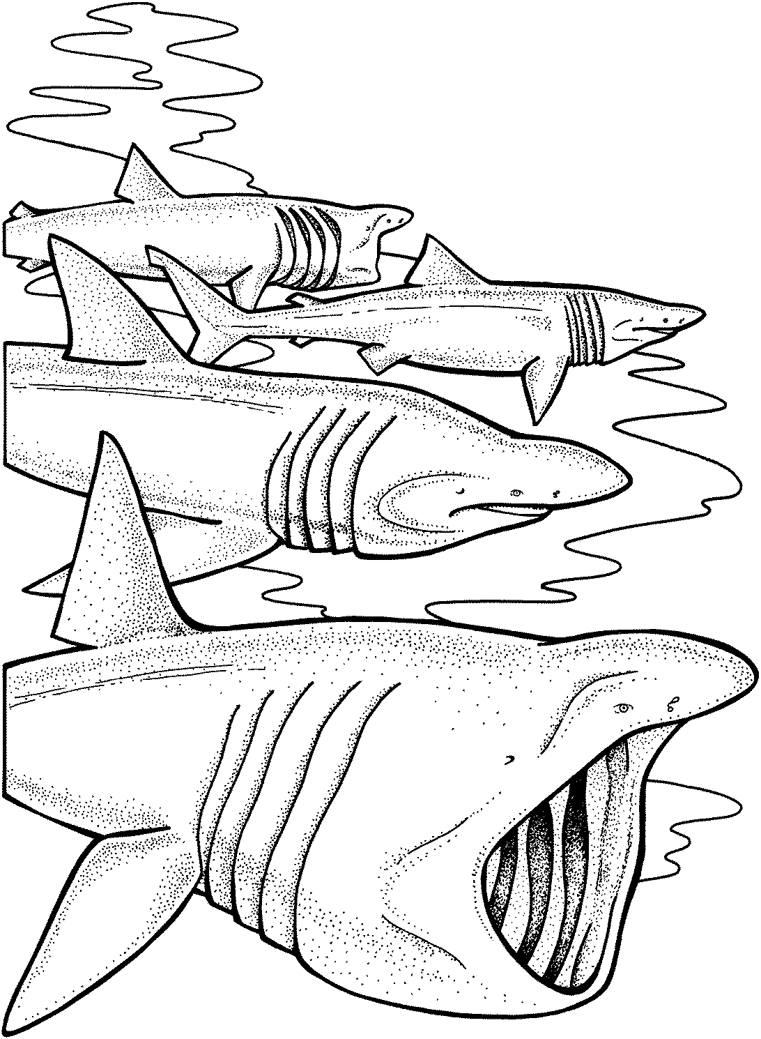 Раскраски Акула