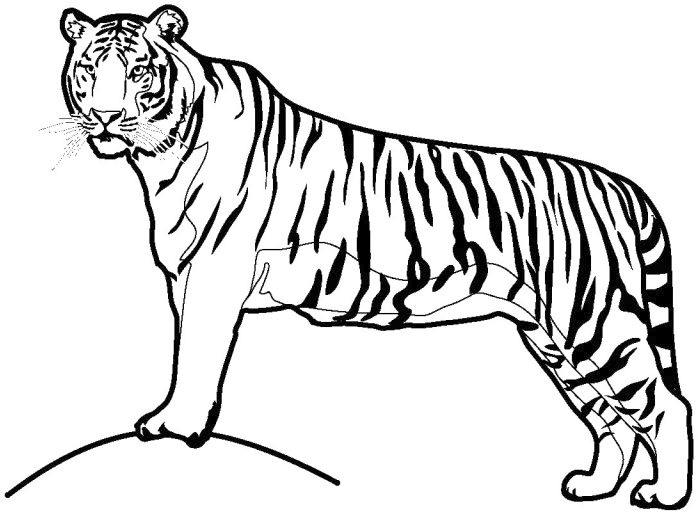 Раскраска Тигр