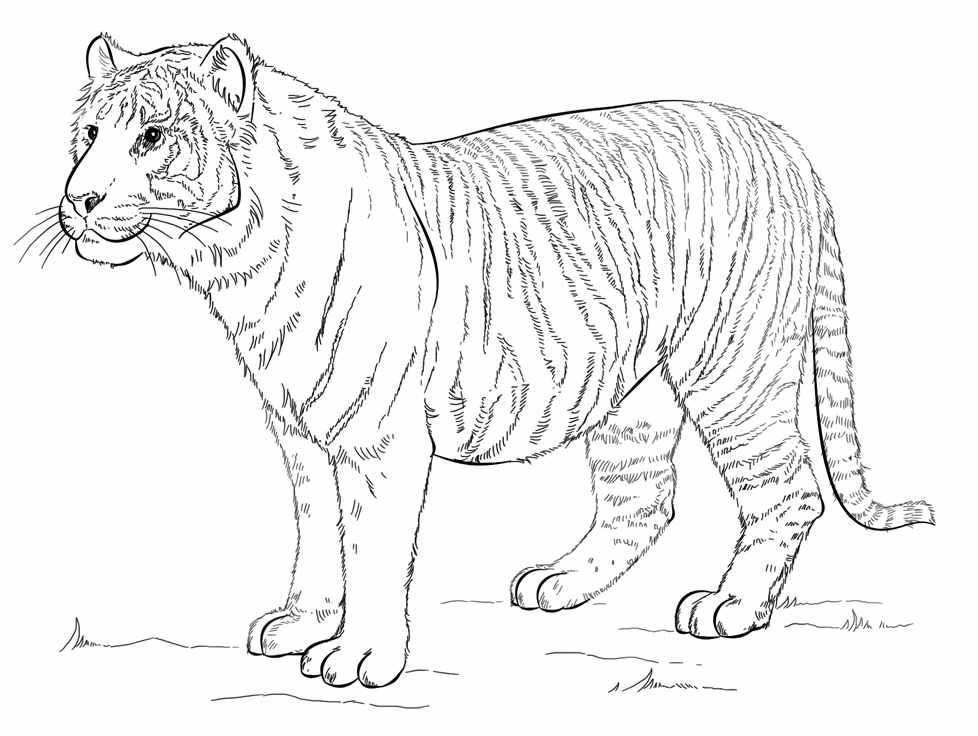 Раскраски Амурский Тигр