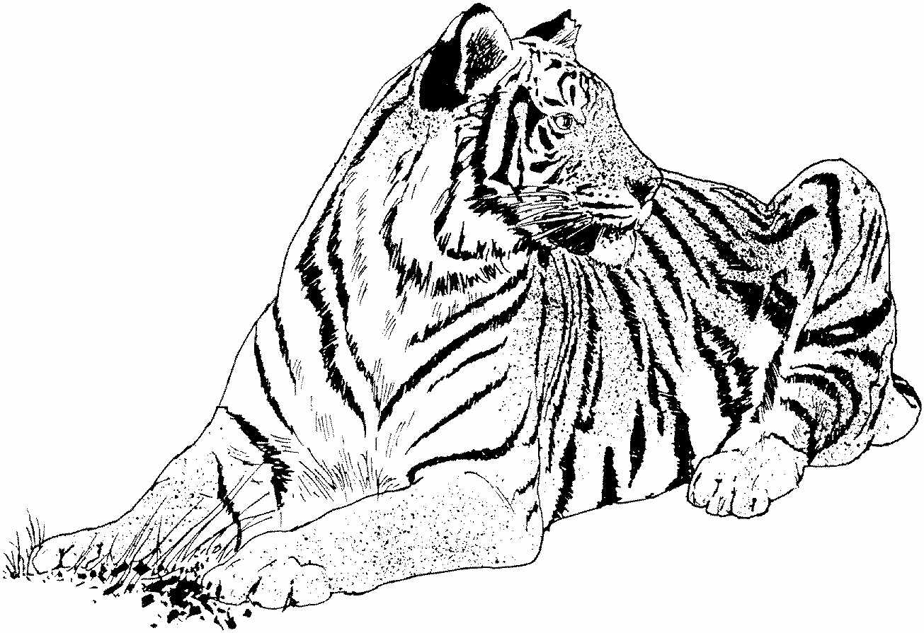 Раскраски Амурский Тигр