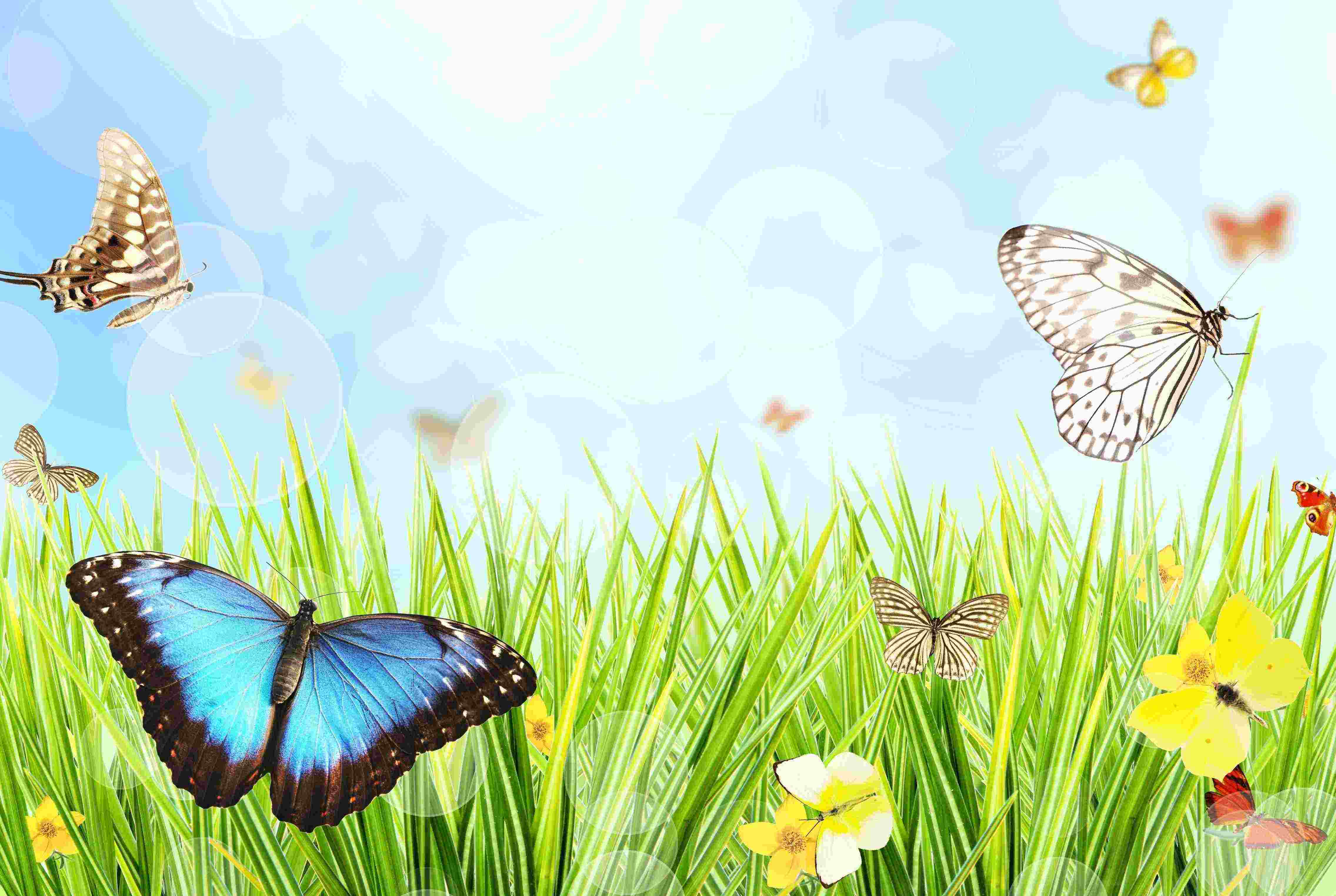 Про лета бабочка. Бабочки. Фон бабочки. Бабочки на лугу. Красивый фон с бабочками.