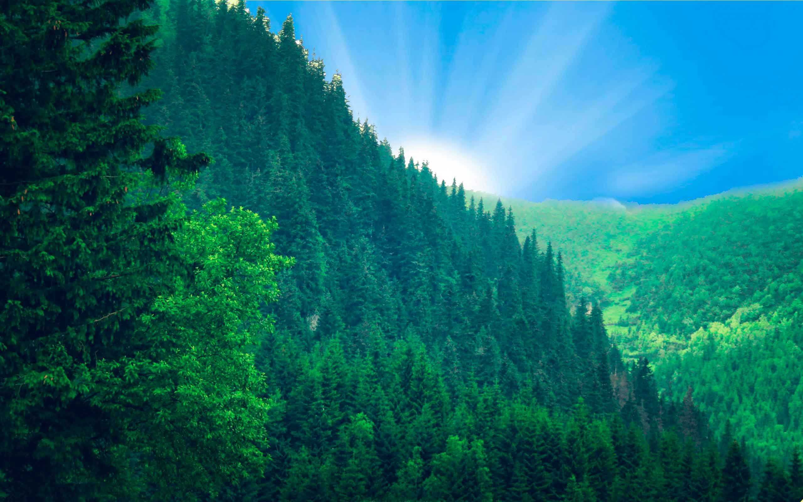 Хвойный лес Тайга