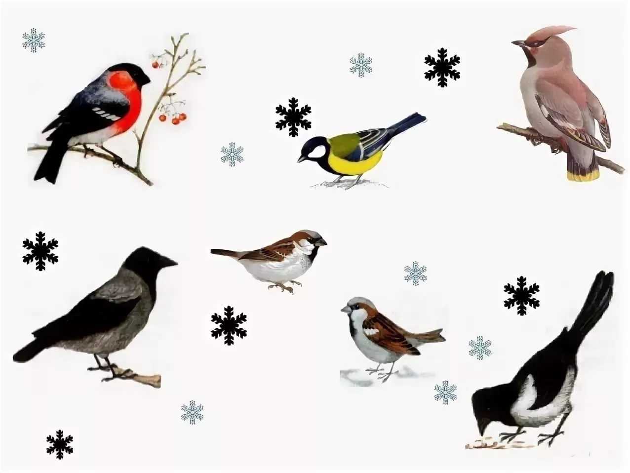 Фон для презентации на тему Зимующие птицы - скачать фото и картинки для  оформления слайдов