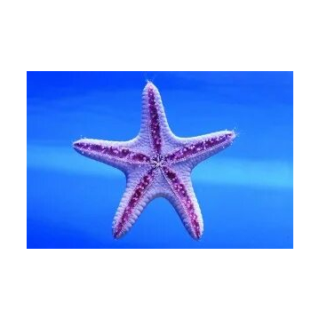 Трафарет морской звезды