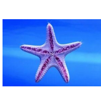 Трафарет морской звезды